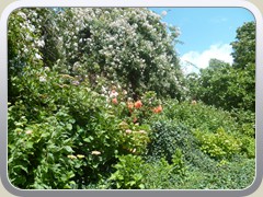 terrabotanica (53)