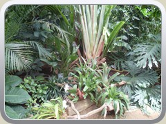 terrabotanica (74)