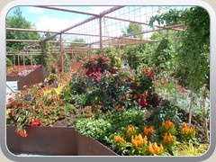 terrabotanica (87)