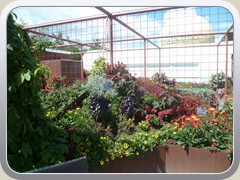 terrabotanica (90)