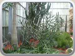 terrabotanica (97)
