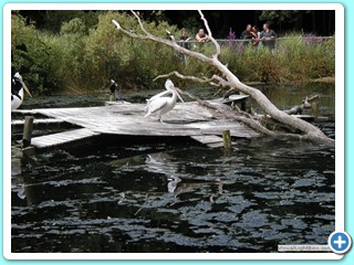Ete 2009 (16)